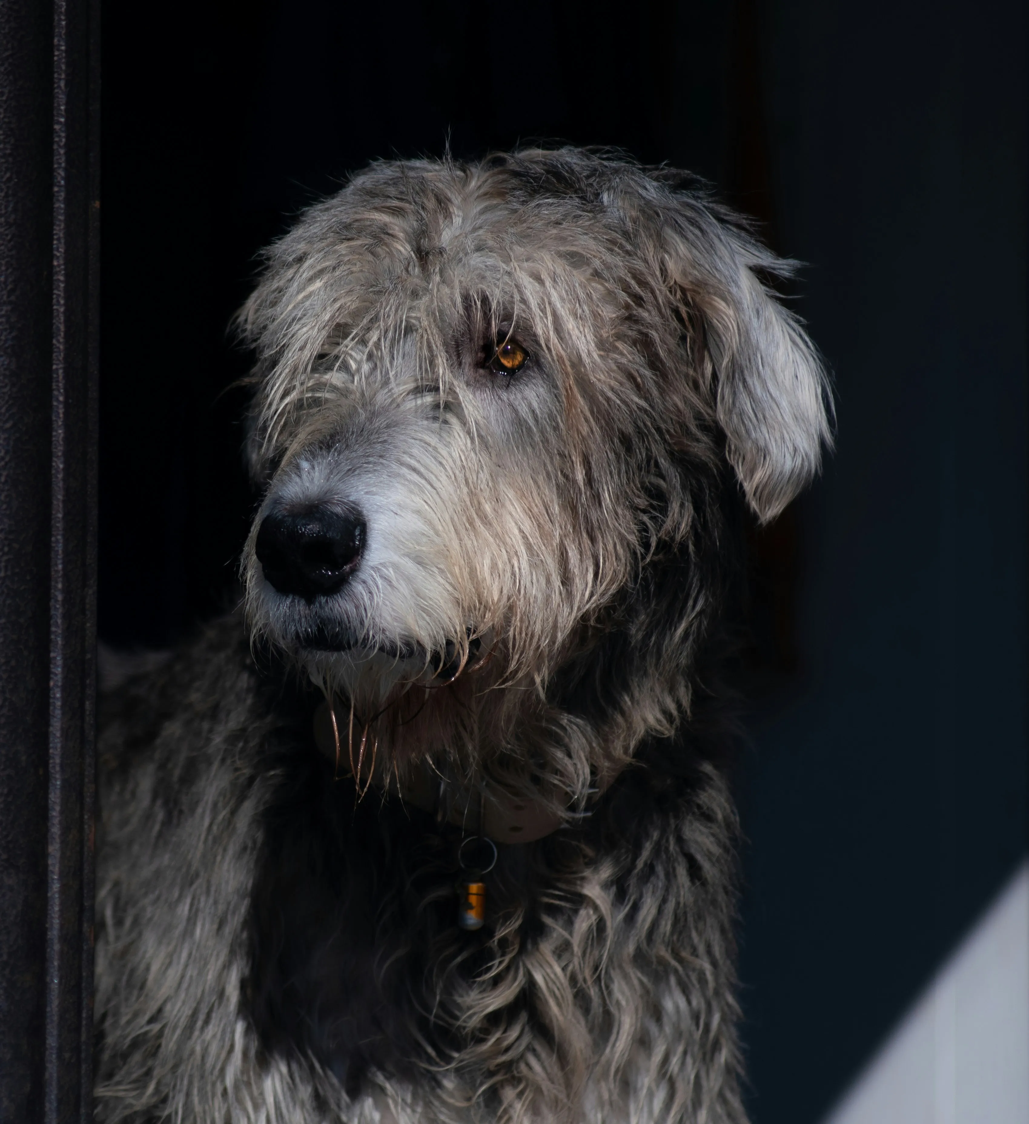 Irish Wolfhound portrait